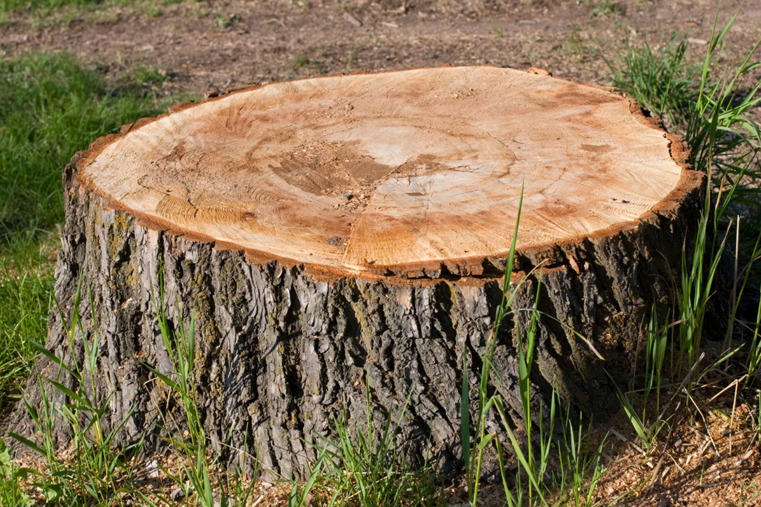 stump-grinding-services